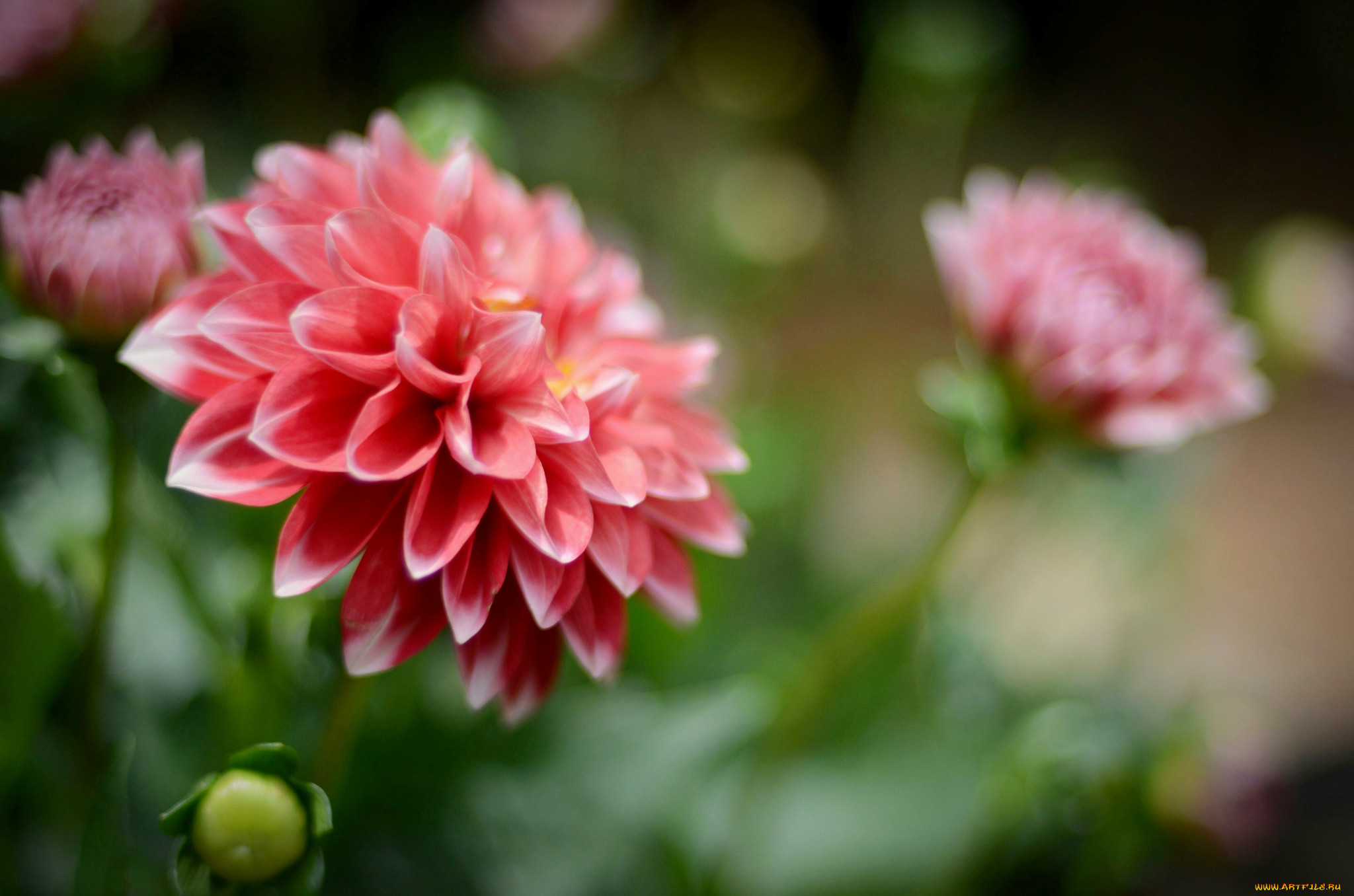 , , , , dahlia, flowering